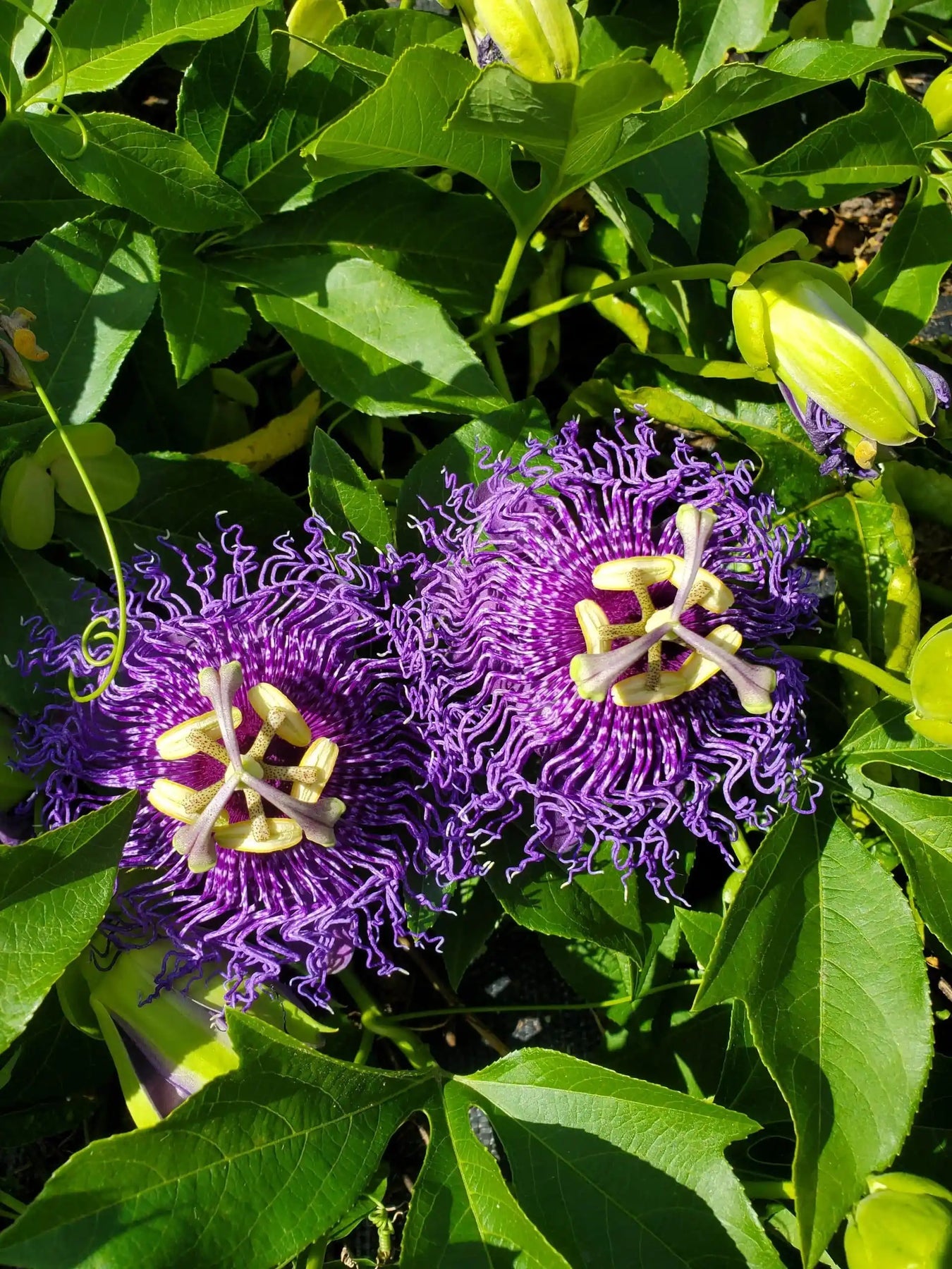 Heirloom Non-GMO Passion Flower Passiflora Seeds for Planting – Exotic Climbing Vine Blooms - Non-GMO for planting in home garden